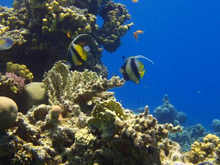 Scuba College - Diving Camp Nuweiba,Sinai-Nord ab Dahab,Ägypten