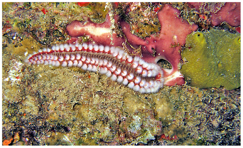 Bayahibe, Bayahibe,Dominikanische Republik