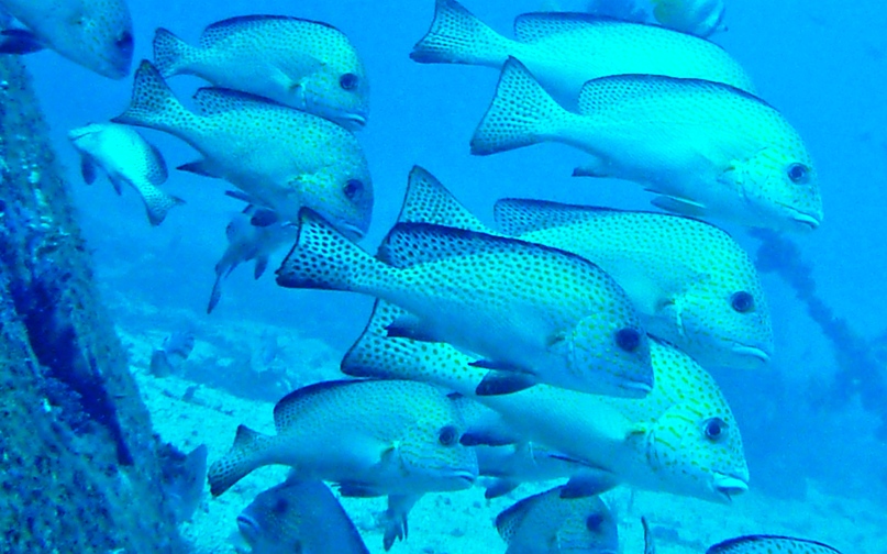 379 Fischarten mehr als 14 Anemonen usw., Dive Hub Antulang,Philippinen