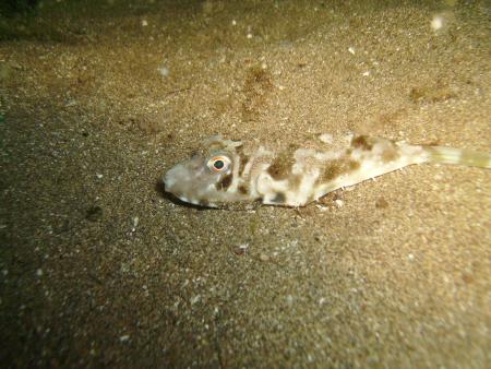 R.C. Diving,Puerto del Carmen,Lanzarote,Kanarische Inseln,Spanien