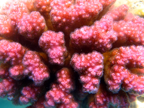 Brayka Bay House Reef, Brayka Bay,Ägypten