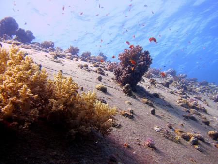 TGI Diving Gorgonia Beach Resort,Marsa Alam,Marsa Alam und südlich,Ägypten
