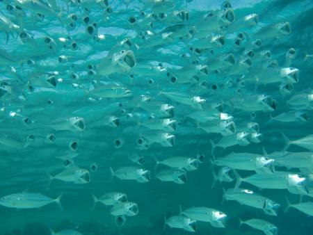 Beachsafari Diving Camp Marsa Alam,Marsa Alam und südlich,Ägypten