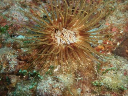 Tropeasub Diving Center,Tropea,Italien