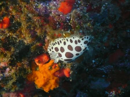 R.C. Diving,Puerto del Carmen,Lanzarote,Kanarische Inseln,Spanien