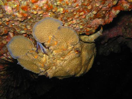 Dive Art,San Sebastian,Gomera,Kanarische Inseln,Spanien