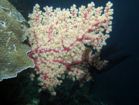 Last Frontier Dive,San Juan,Siquijor,Philippinen