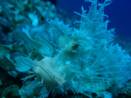 Blue Bay Divers,Sahaung Island,Nord Sulawesi,Sulawesi,Indonesien