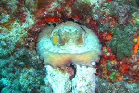 Dive & Fun,Cala D´Or,Mallorca,Balearen,Spanien