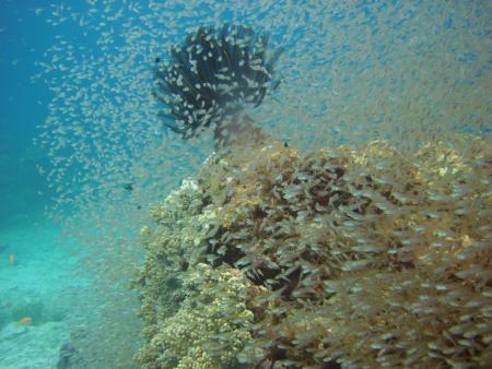 Sub Aqua Dive Center,Khao Lak,Andamanensee,Thailand