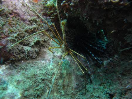 East Carib Dive,Salisbury,Dominica
