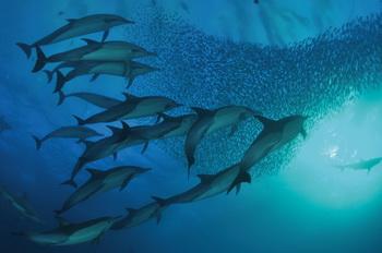 Sardine Run in S&uuml;dafrika