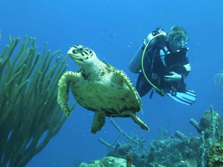 Curacao Divers (Sun Reef Village),Sint Michiel,Curaçao,Niederländische Antillen