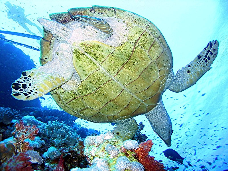 Elphinstone Reef, Elphinstone Reef (Marsa Alam),Ägypten