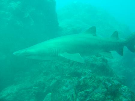 Sharkys Divecenter,Boa Vista,Kap Verde
