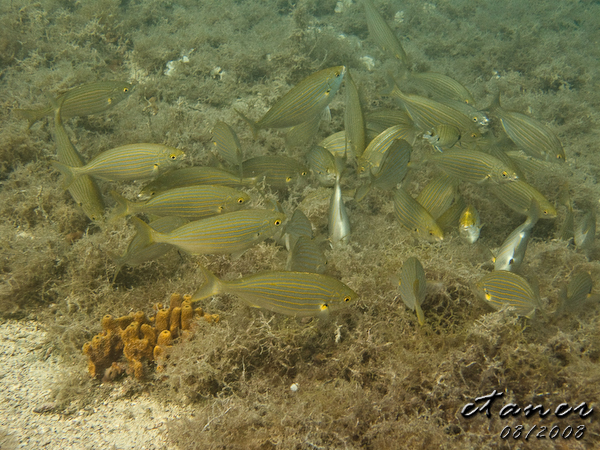 Hausbucht Scuba Valdaliso, Rovinj, Rovinj,Kroatien