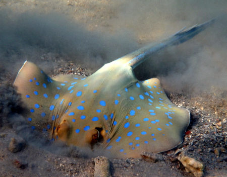 Orca Dive Club,Coral Garden,Safaga,Ägypten