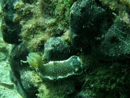 Active Blue,Kusadasi,Türkei