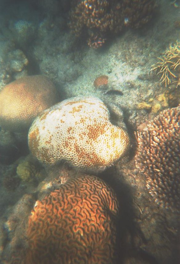 Outer Great Barrier Reef, Hastings Reef, Cairns, Hastings Reef,Outer Great Barrier Reef (Nähe Cairns),Australien