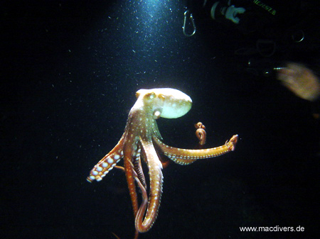 El Hierro, El Hierro,Spanien