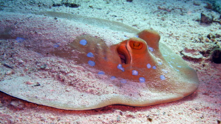 Paradise Divers,Sol y Mar Hotel,Safaga,Ägypten