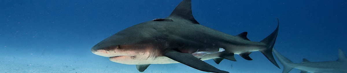 Bull Sharks in Freshwater: Risk Level, Behavior, and River Safety Guide