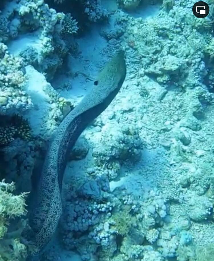 Story Divers, Sharm el Sheikh, Ägypten, Sinai-Süd bis Nabq