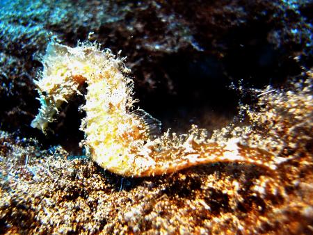 R.C. Diving,Puerto del Carmen,Lanzarote,Kanarische Inseln,Spanien