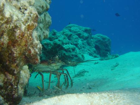 Scuba Pelicano,Isla Margarita,Juan Griego / Venezuela,Venezuela