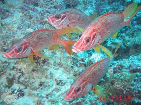 Vakarufahli,Ari-Atoll,Pro Divers,Malediven