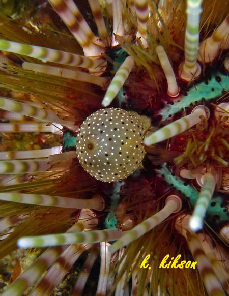 Calypso Diving,Koh Samui,Golf von Thailand,Thailand