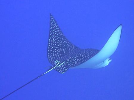 Beachsafari Diving Camp Marsa Alam,Marsa Alam und südlich,Ägypten