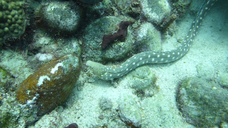 Nature Island Dive,Soufriere,Dominica
