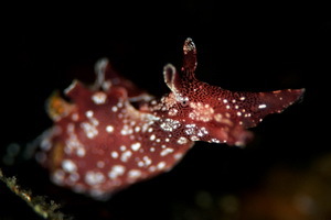 Aplysia Punctata - © Gulen Dive Resort/Christian Skauge