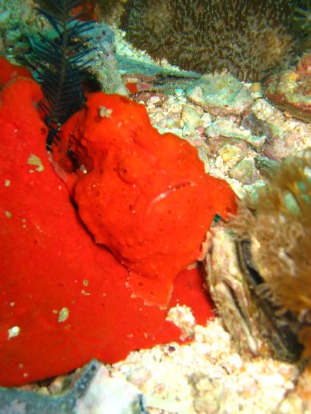 Sea Explorers,Malapascua Island,Philippinen