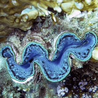 Tropical Diving Team, Mombasa, Kenia