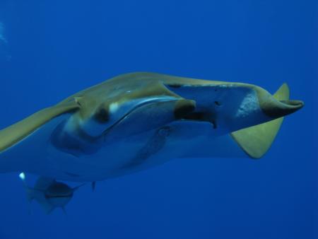 Cetacean Watching (CW Azores),Pico Azoren,Portugal