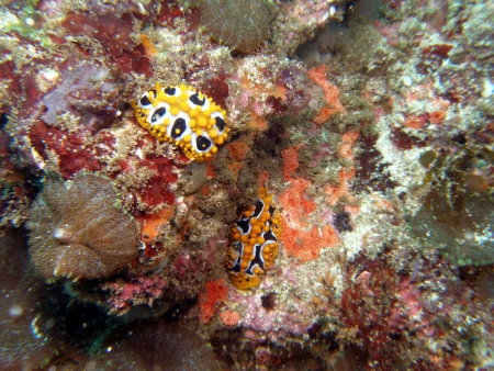 Extra Divers Mirbat,Oman