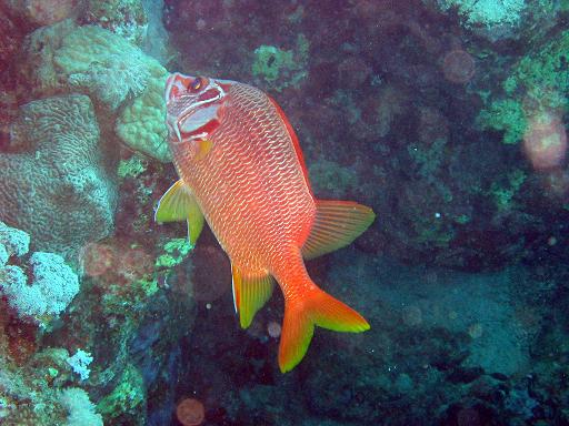 Safaga, Safaga - allgemein,Ägypten