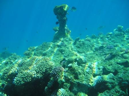 Sinai Divers,Naama Bay,Sharm el Sheikh,Sinai-Süd bis Nabq,Ägypten