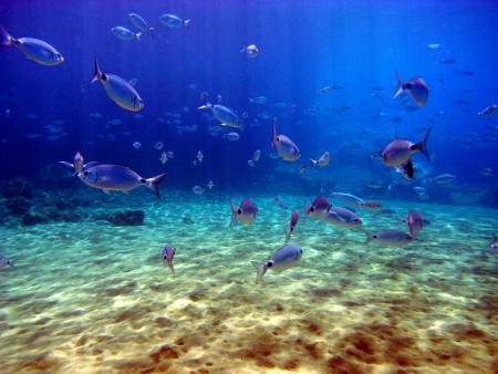 R.C. Diving,Puerto del Carmen,Lanzarote,Kanarische Inseln,Spanien