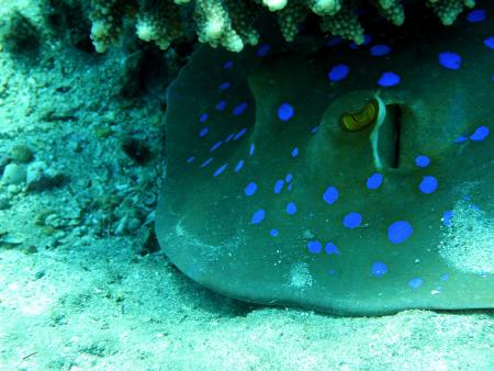 Beachsafari Diving Camp Marsa Alam,Marsa Alam und südlich,Ägypten