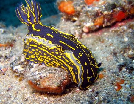 Jandia Divers,Fuerteventura,Kanarische Inseln,Spanien