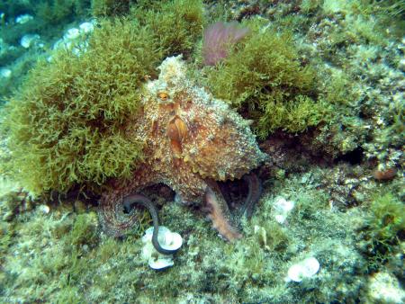 Dive & Fun,Cala D´Or,Mallorca,Balearen,Spanien