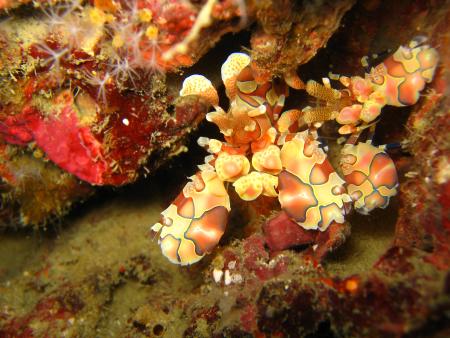 Lanta Diving Safaris,Andamanensee,Thailand