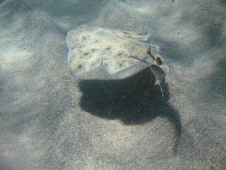 Tauchzentrum Atlantica,Pto. del Carmen,Lanzarote,Kanarische Inseln,Spanien