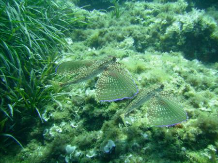 Dive & Fun,Cala D´Or,Mallorca,Balearen,Spanien