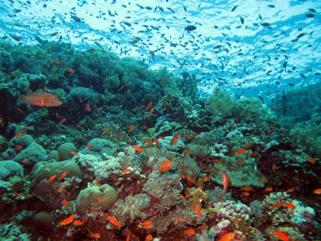 Beachsafari Diving Camp Marsa Alam,Marsa Alam und südlich,Ägypten