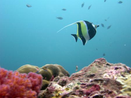 Poseidon Dive Center,Krabi / Ao Nang,Andamanensee,Thailand