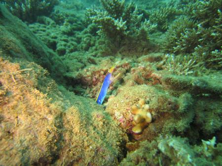 Tieti Diving,Neukaledonien